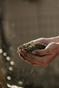 A handful of soil