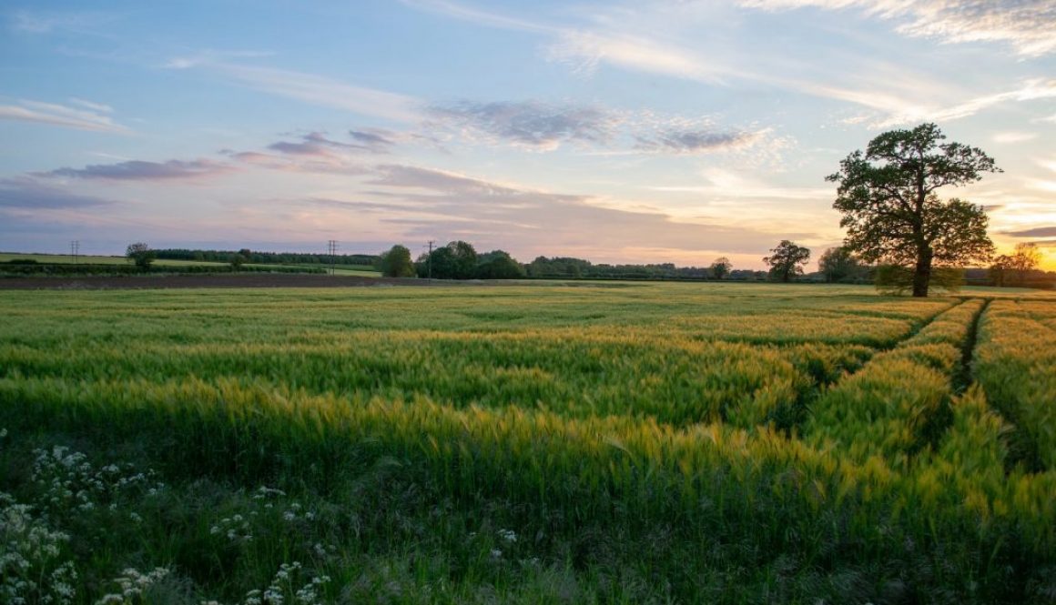 Tree in a Field